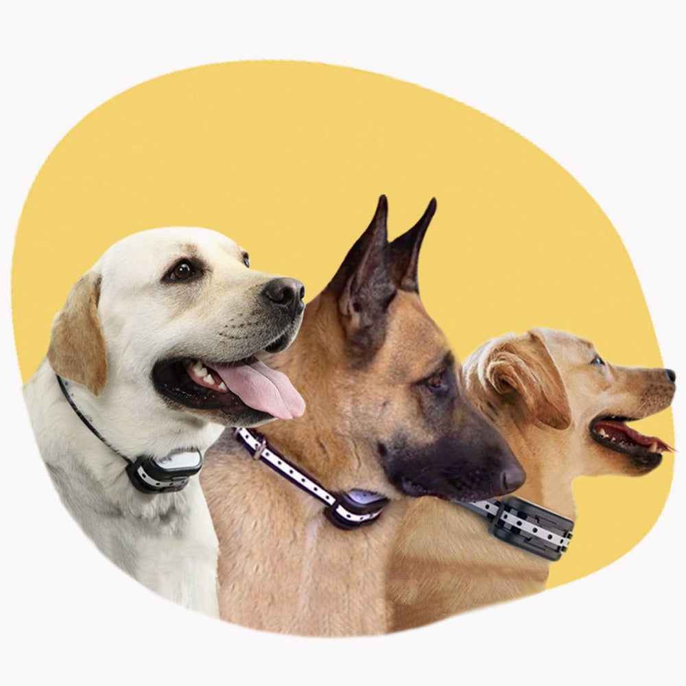 גדר אלקטרונית ללא חוט עם צווארון – אבטחה עבור הכלב שלך