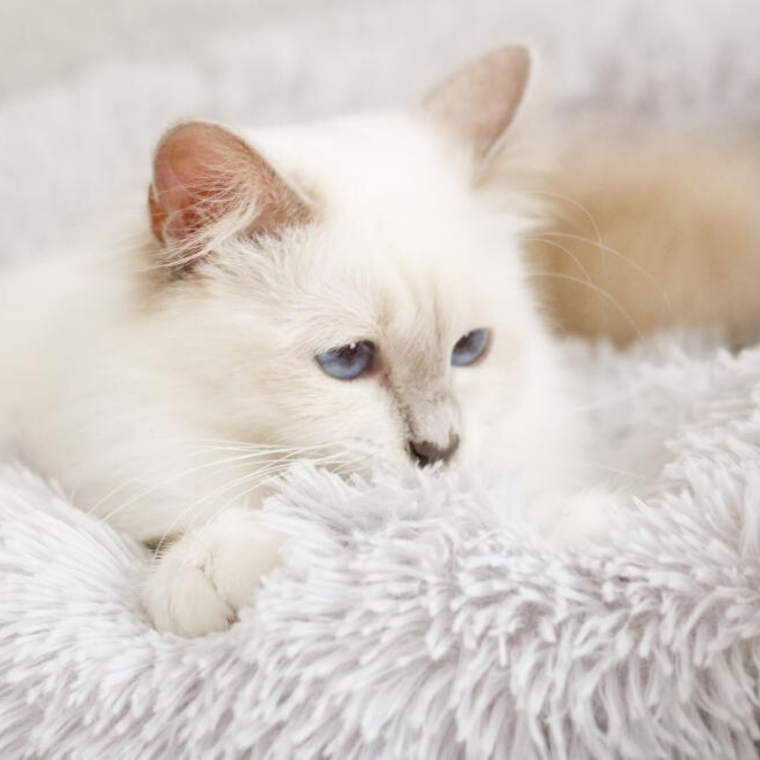 Zacht Mand Voor Kat - Ultra Zacht