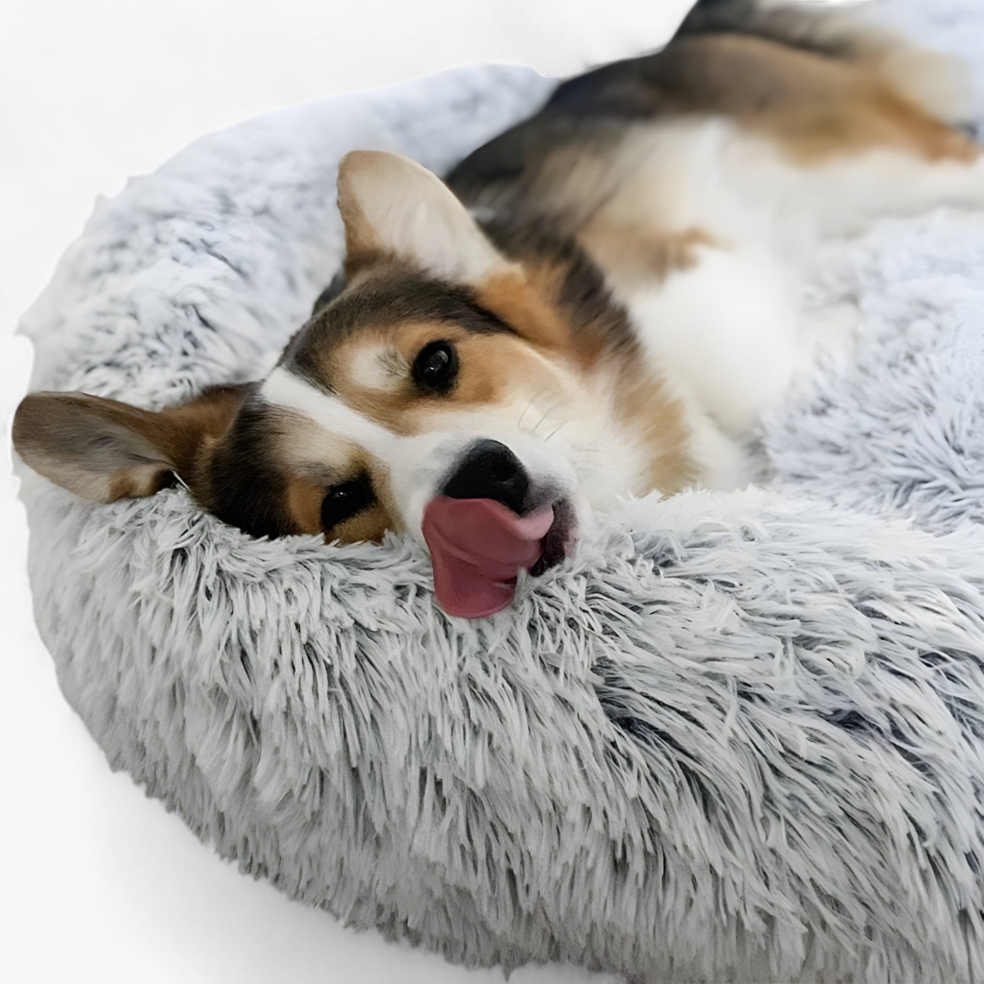 מיטה מרגיעה לבעלי חיים – נוחות נעימה ושינה משקמת 