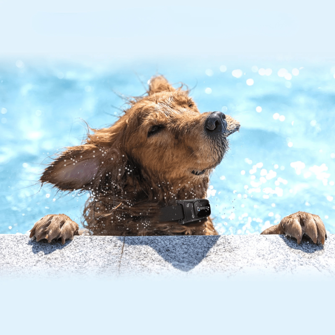 קולר אילוף לכלב – שלט LED וטווח 1000 מ 