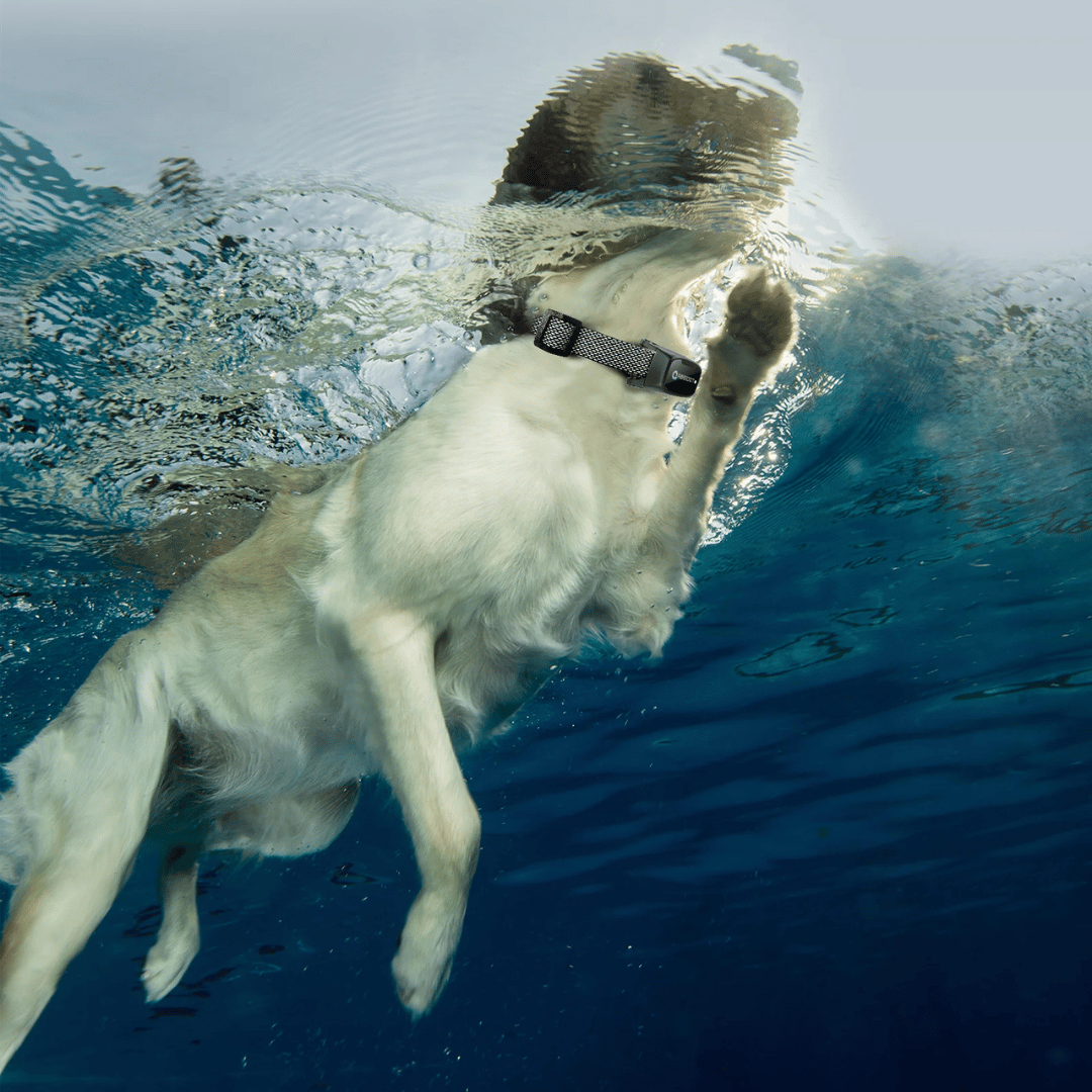 קולר אילוף לכלב – שלט LED וטווח 1000 מ 