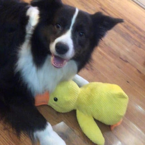 Jouet Canard Apaisant Pour Chien – Compagnon De Jeu Et De Détente