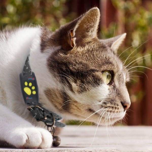 GPS-halsbånd til katte med realtidsopsporing – Sikkerhed og ro 